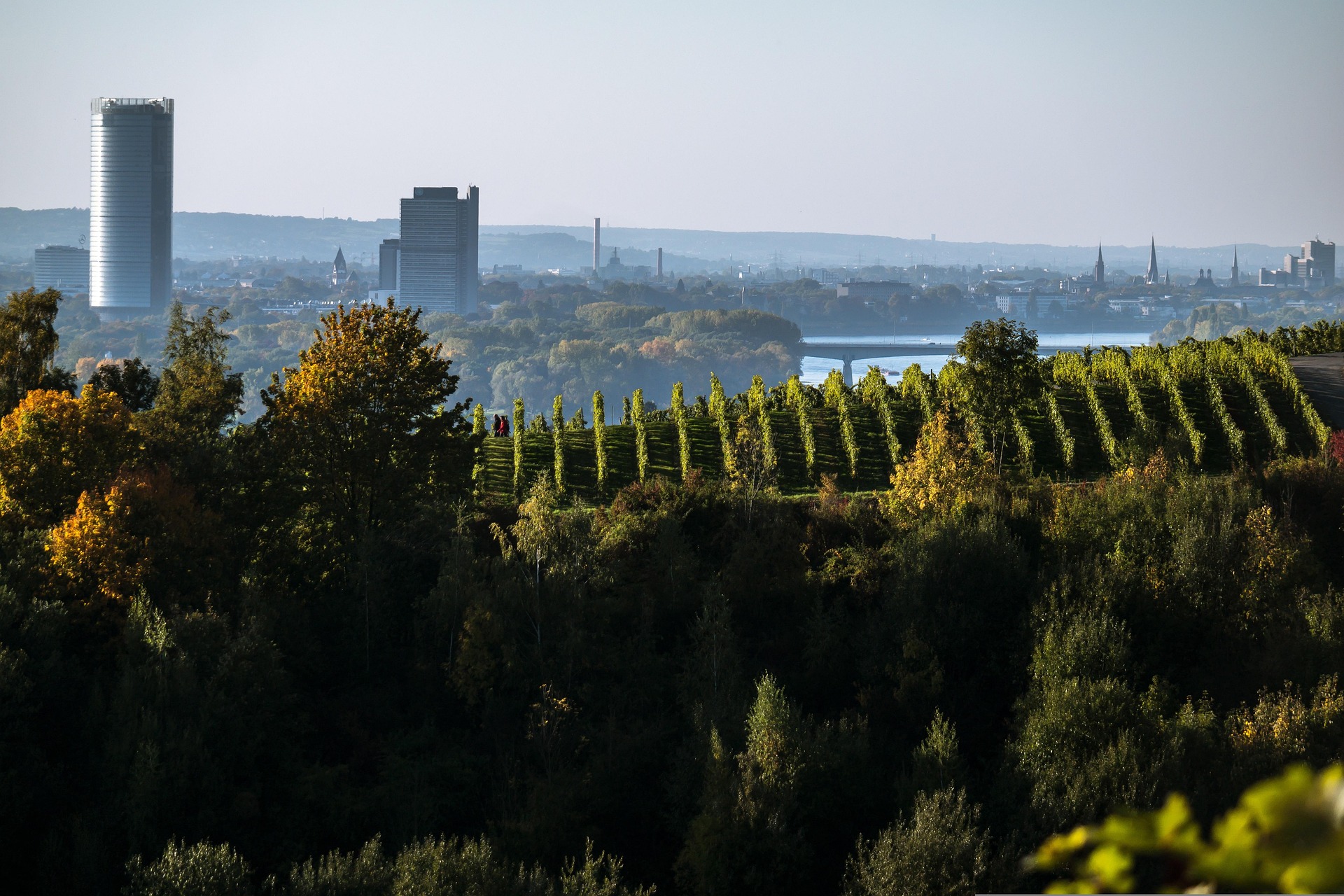Blick über die Bonner Weinberge auf die Skyline von Bonn